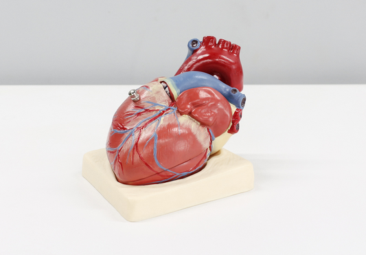 Dovrei provare l'allenamento con frequenza cardiaca? Di cosa si tratta? Come faccio allora? La linea di fondo