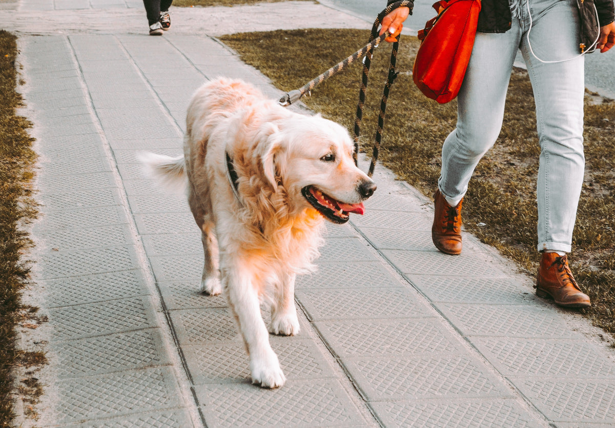 Passeggiare con il cane: piacere quotidiano o altra cosa da aggiungere a una giornata già impegnativa?