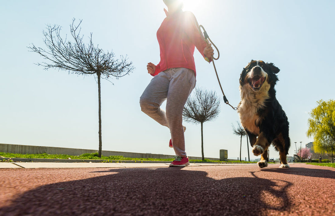 Come andare a correre con il tuo cane